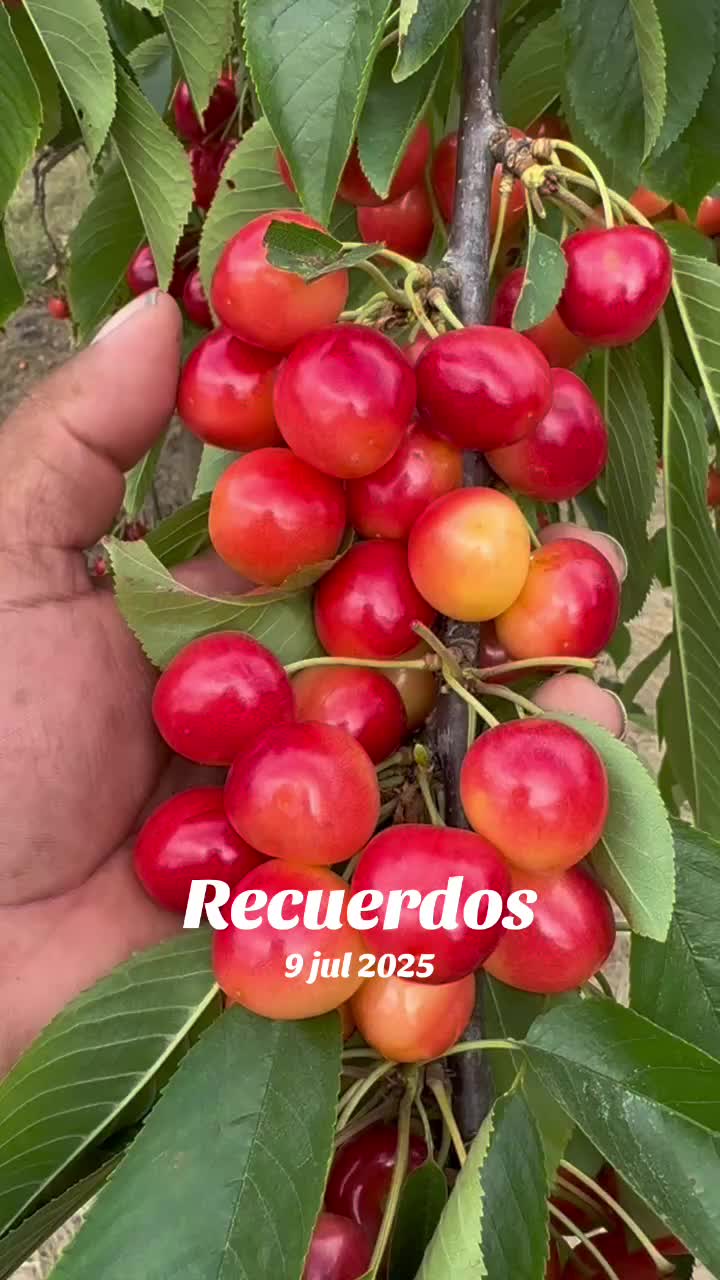 @⚜️✨🪗pablocarbajal63🪗🔱👑🦾🦍