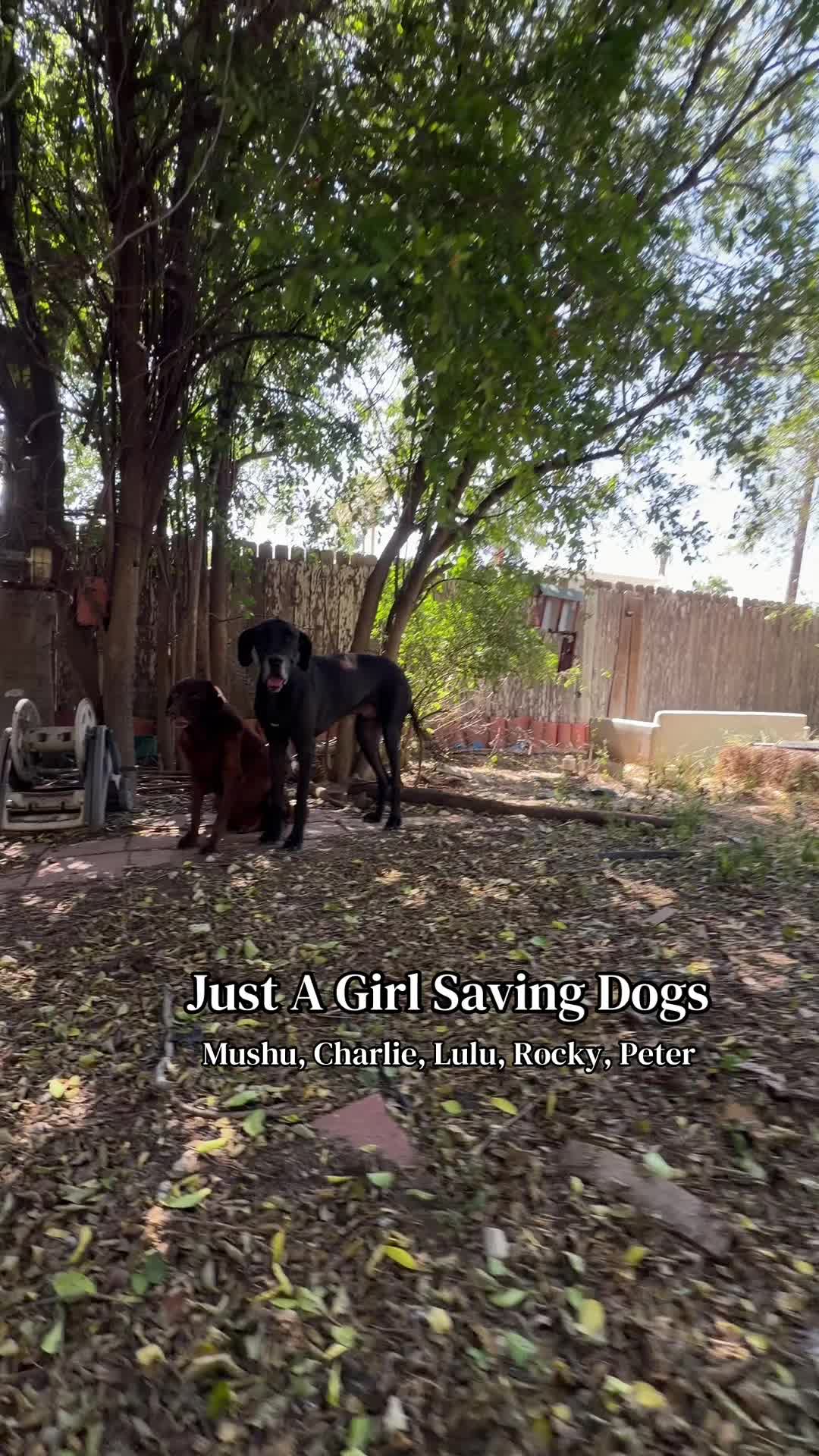 @Just A Girl Saving Dogs