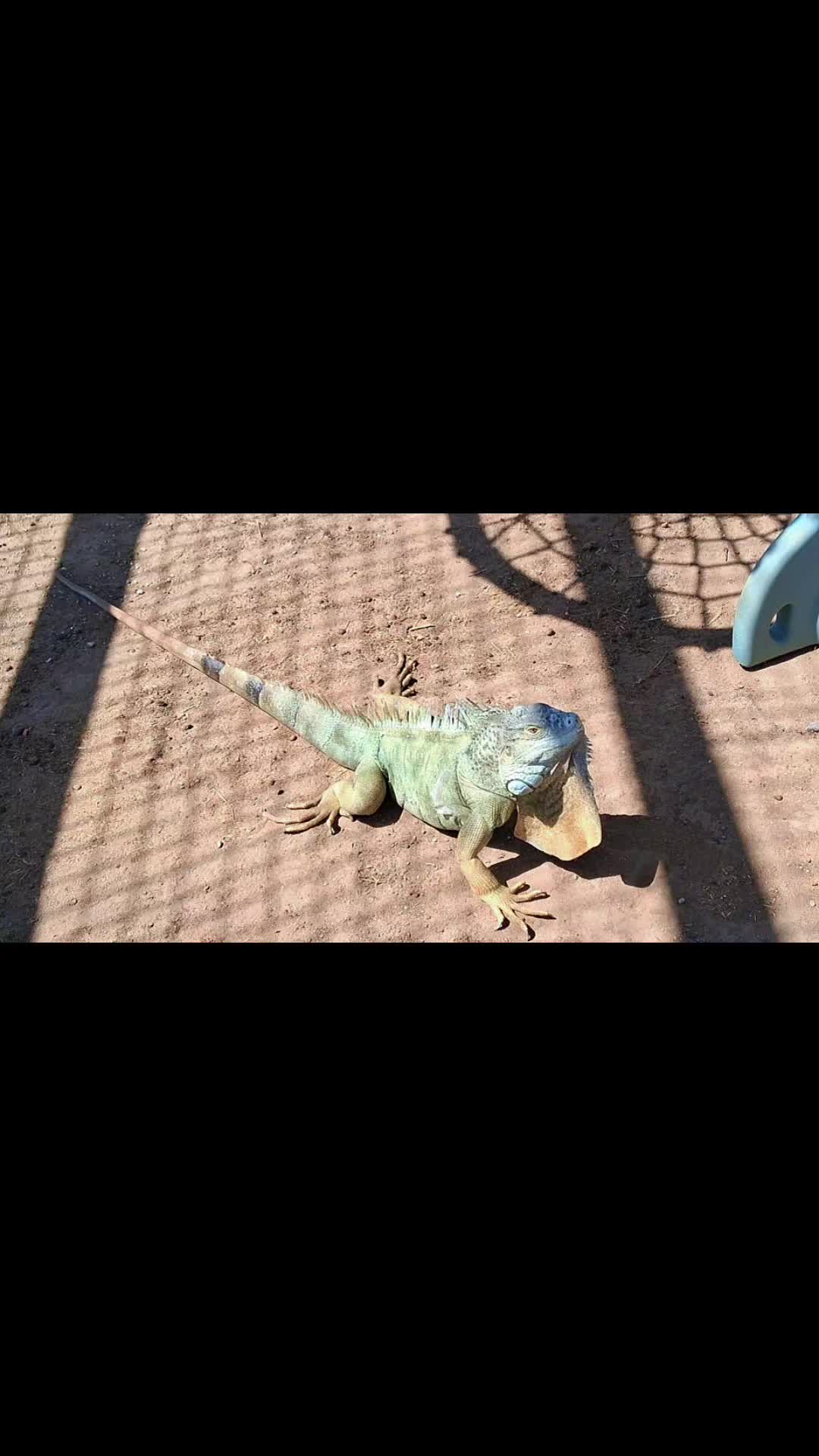 @TinyHoovesRescueAndPettingZoo
