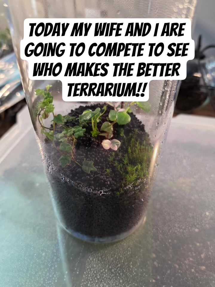 @Terrariums | Moss | Plants