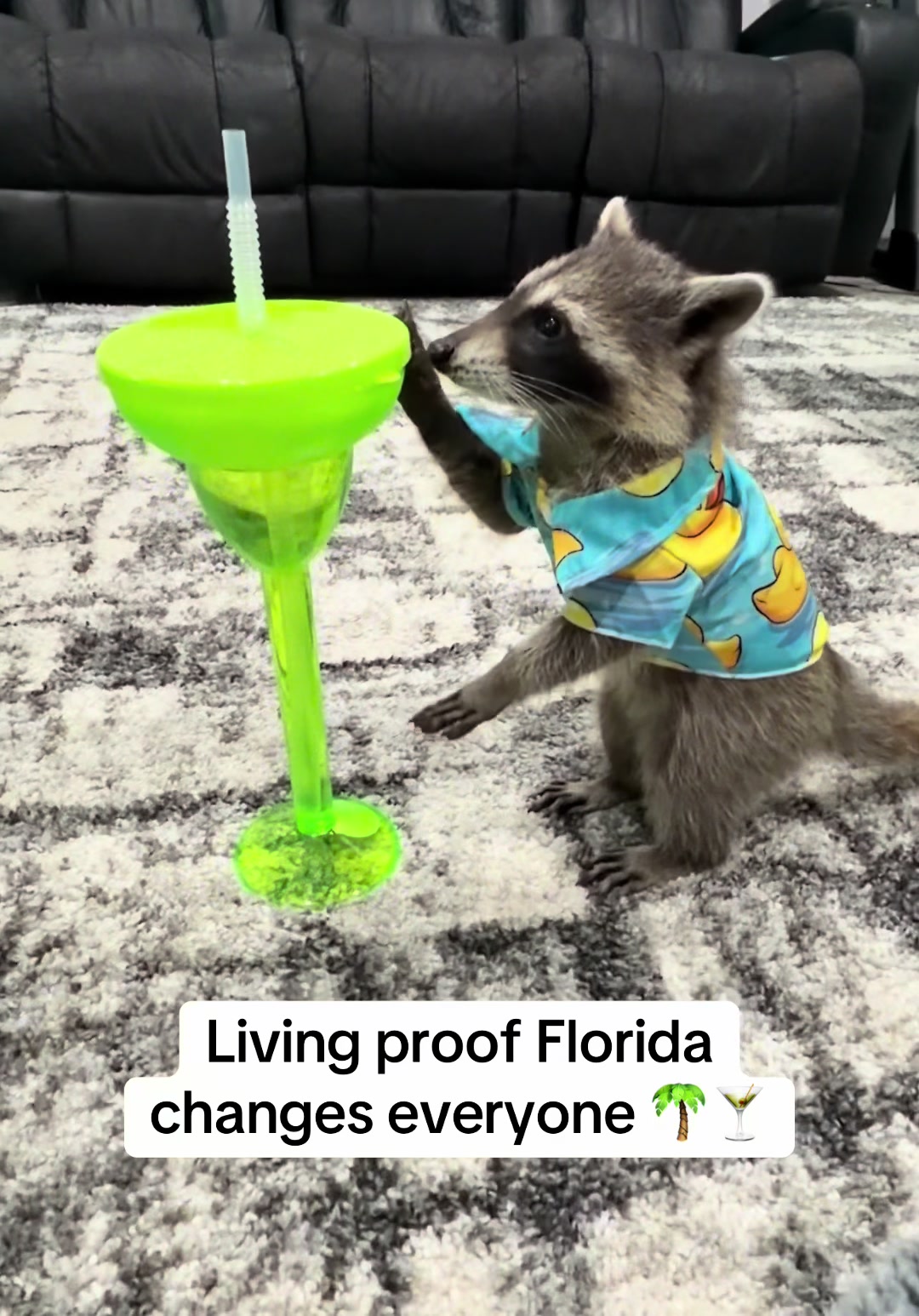 @snacky_chan_the_raccoon