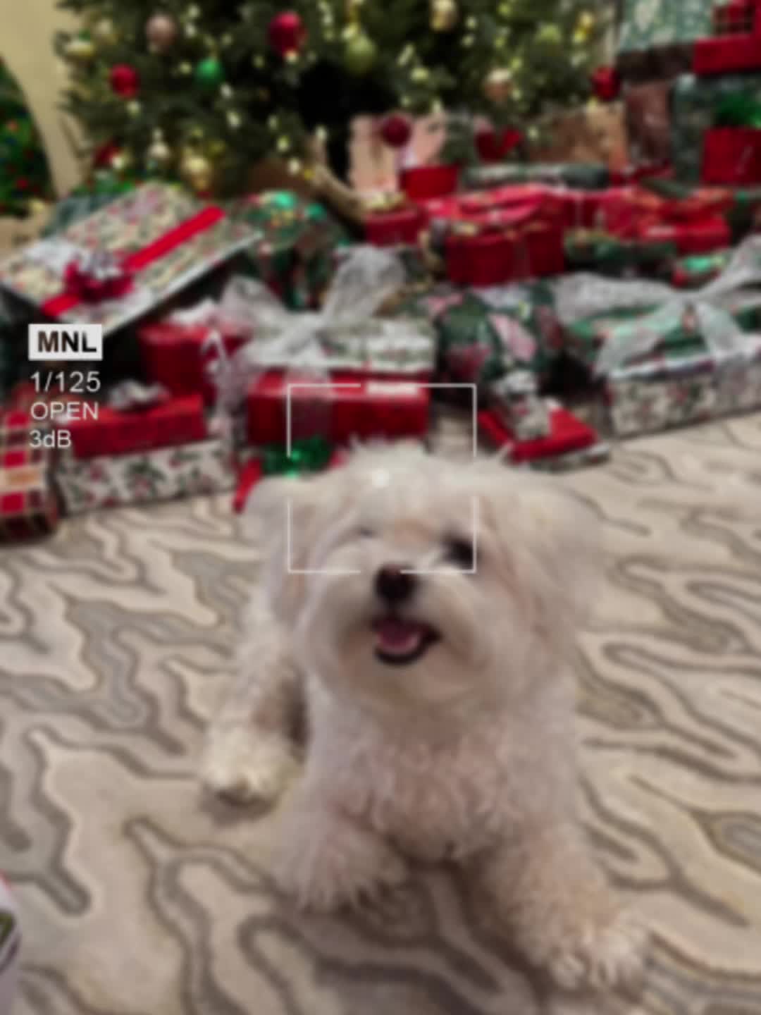 @Messi The Dog