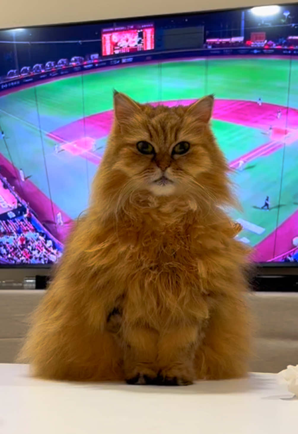 @🦷 Beboo the cat