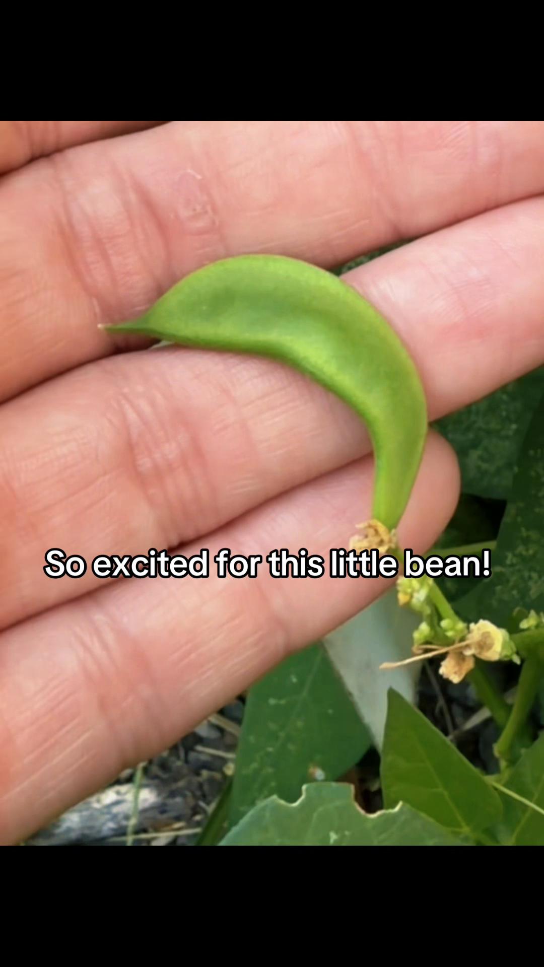 @ThreeWildSprouts