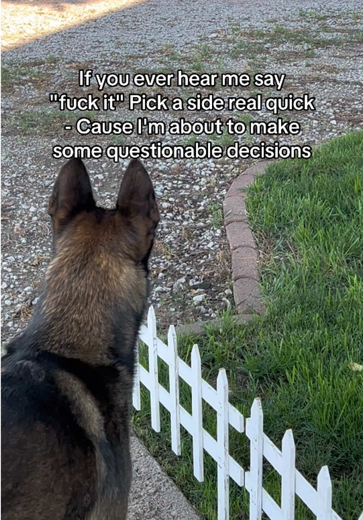 @K9 Dina
