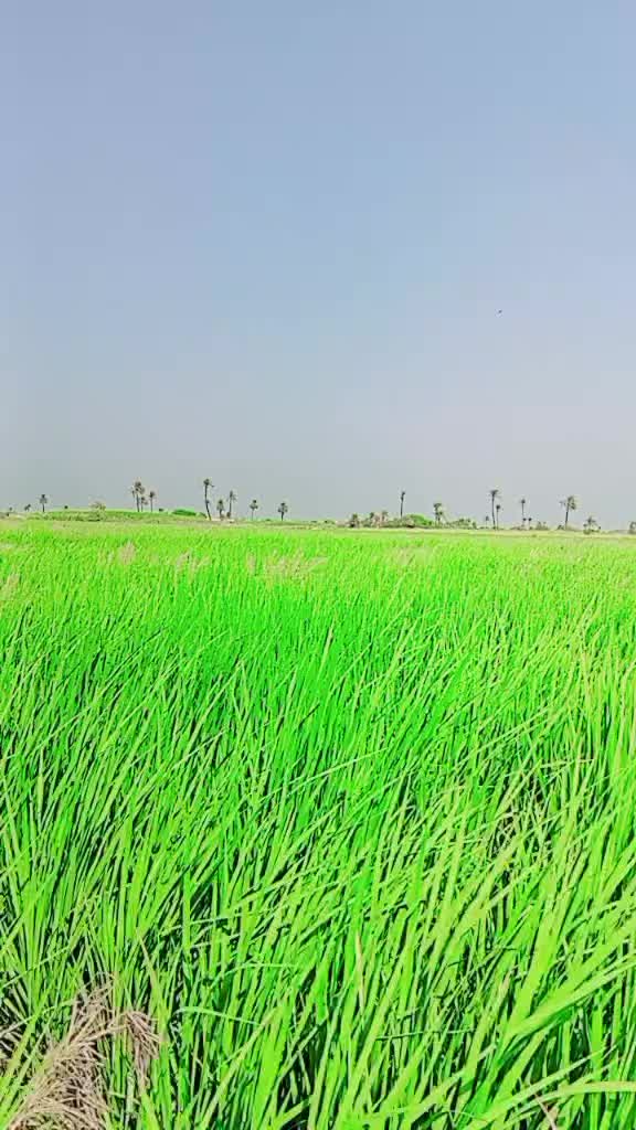 @Mushtaq_Khan