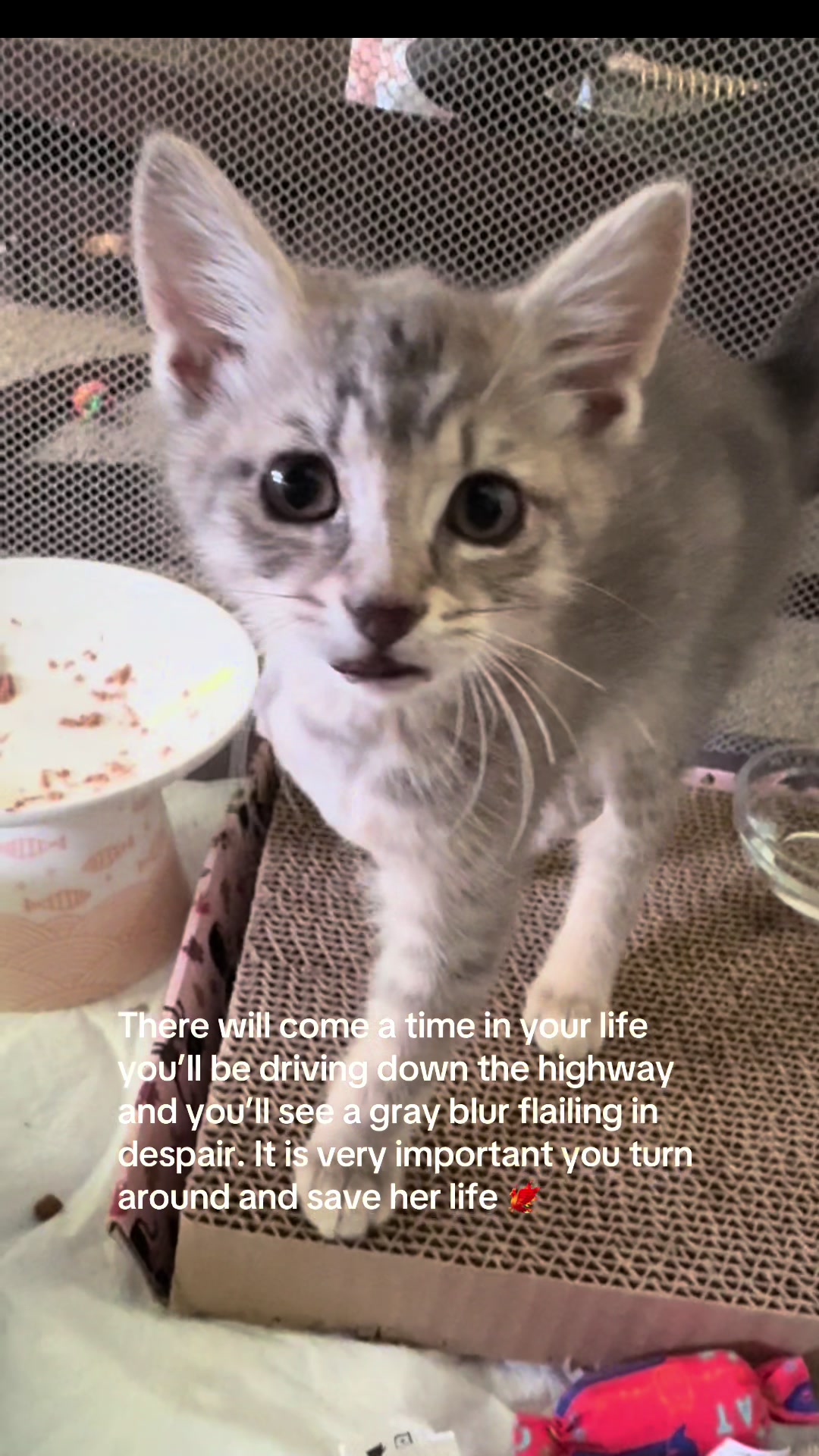@meowdoe