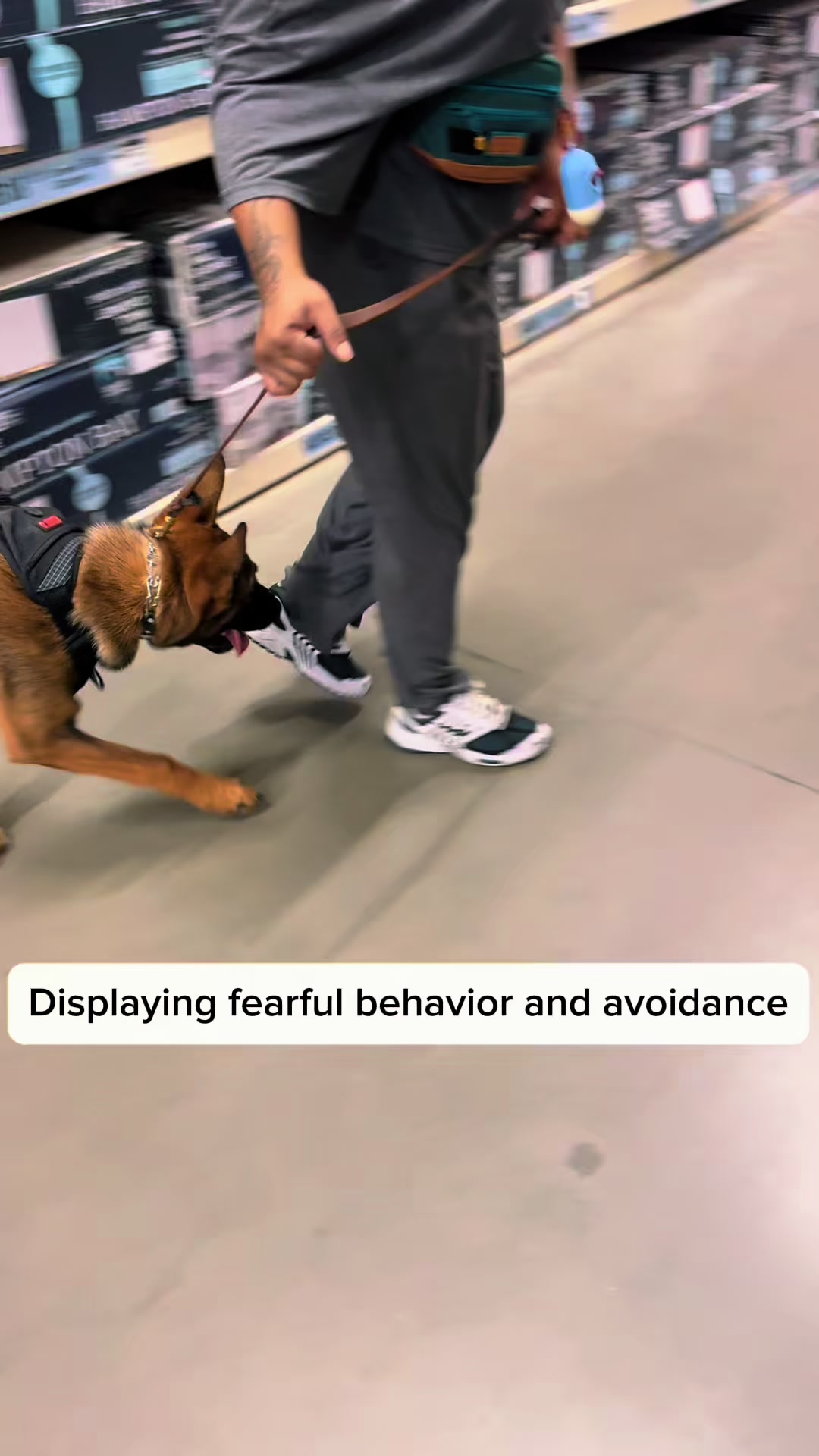 @Tactical K9s Dog Training