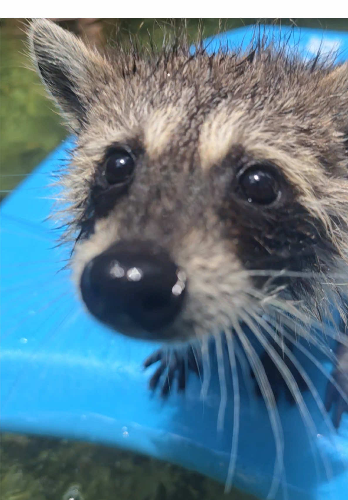 @Roxanne the Raccoon