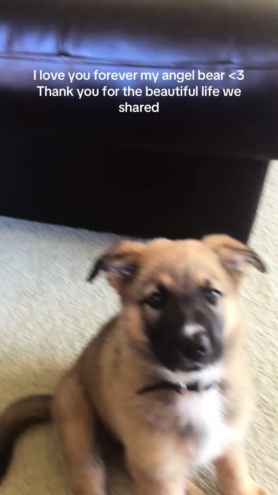 @ʕ&bull;ᴥ&bull;ʔ