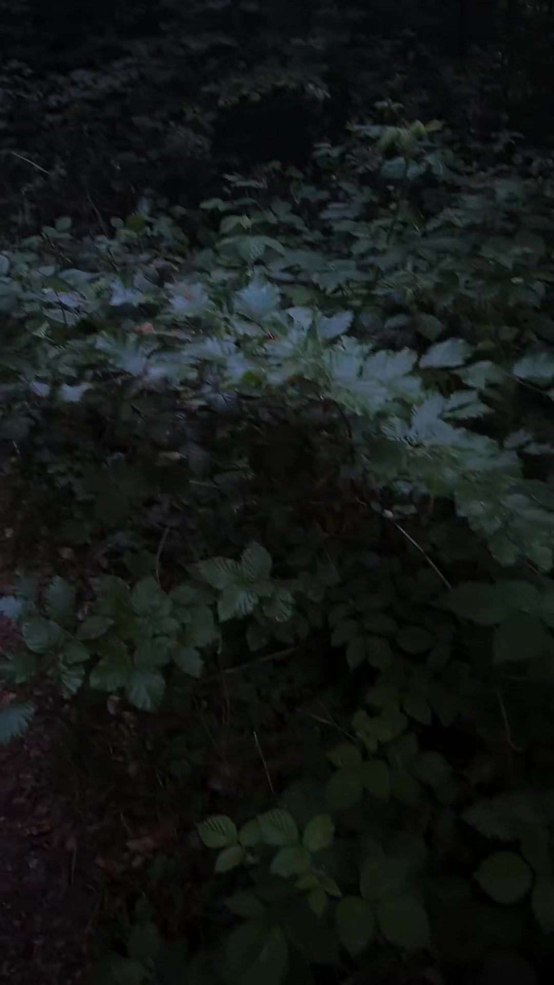 @Las_kn