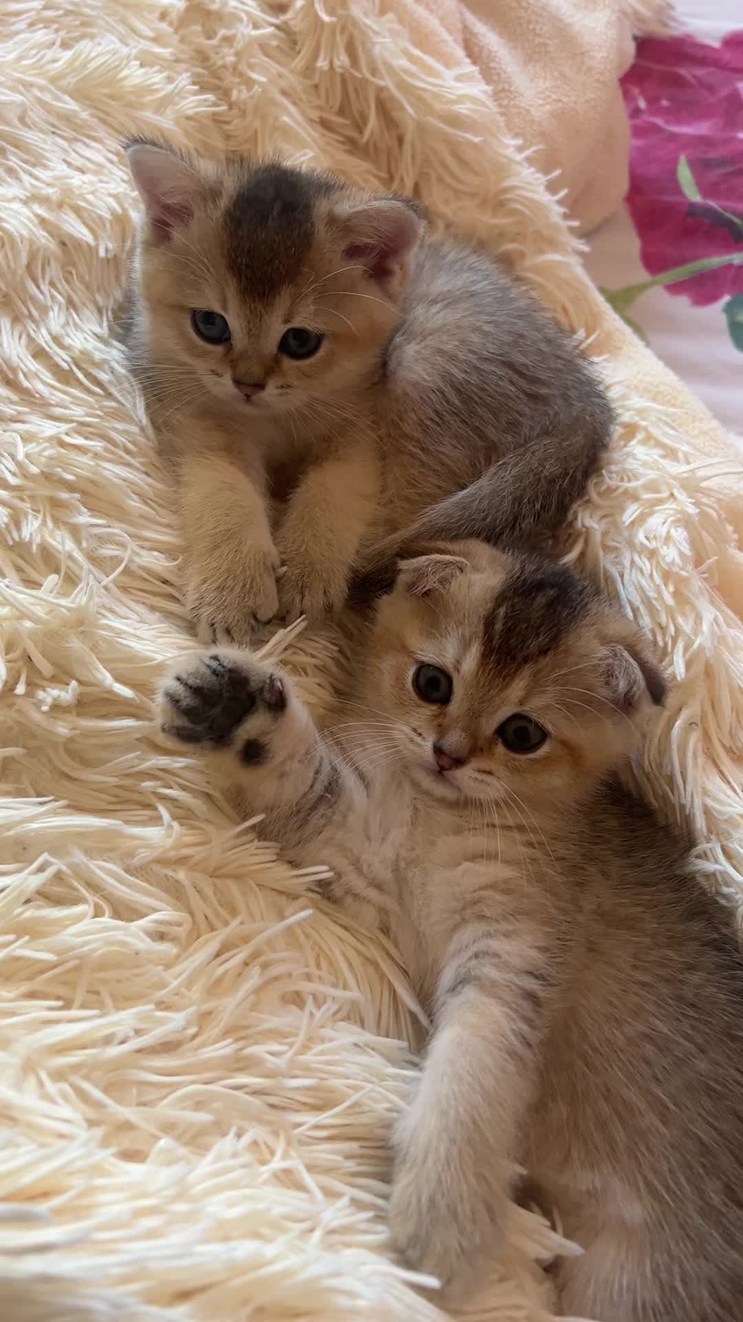 @🐈