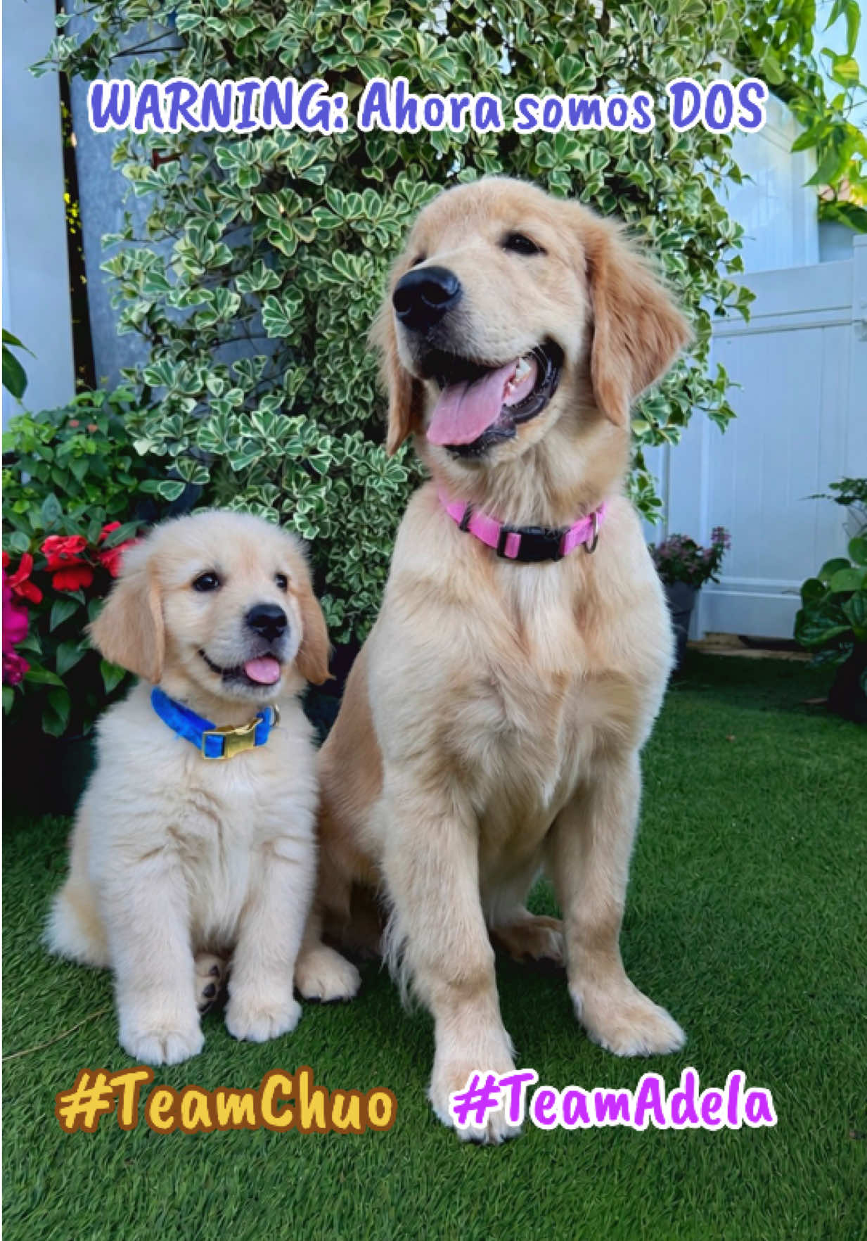 @thepawsisterspr
