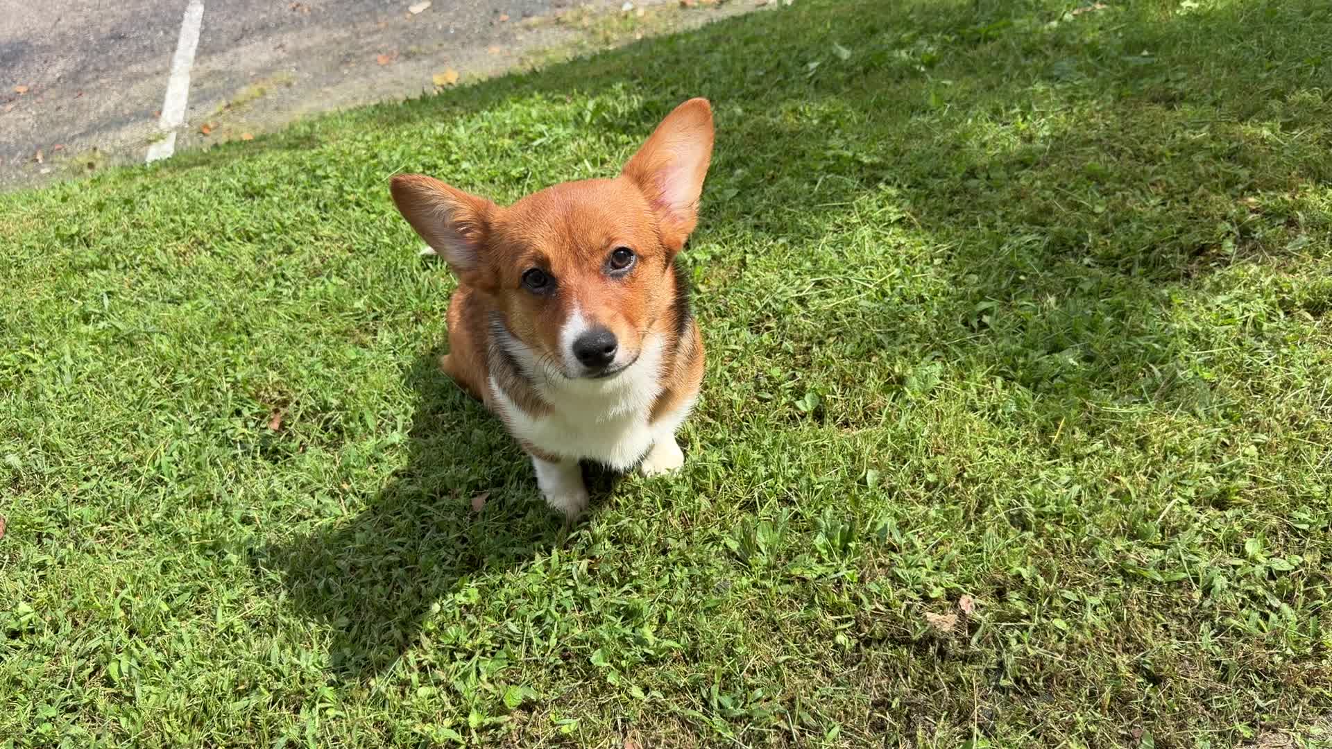 @Woycheesepups💜