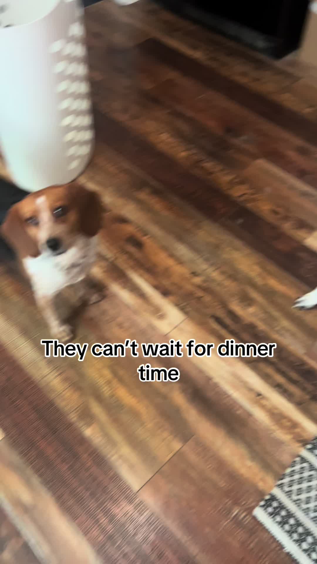 @pawzgonewild