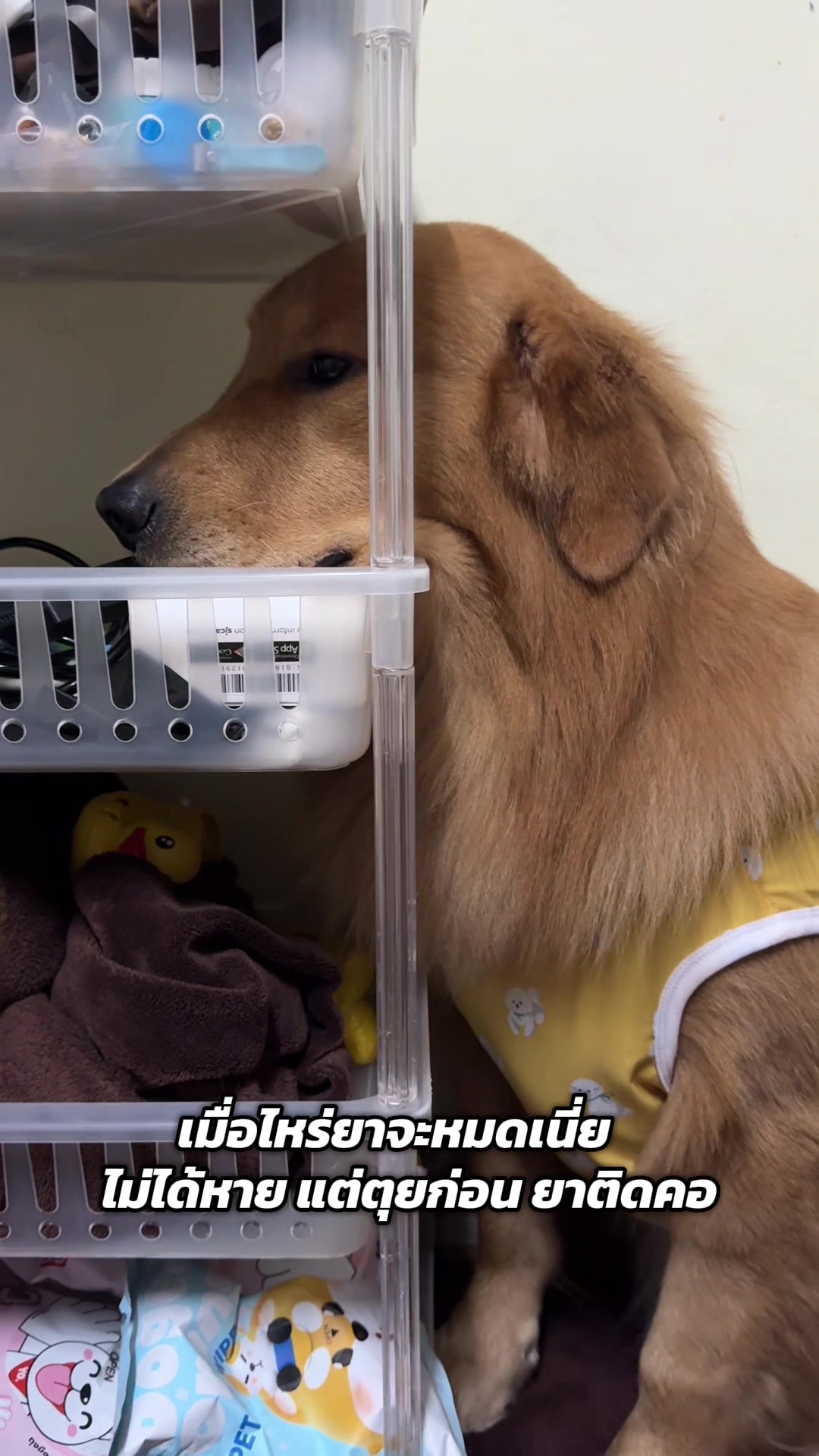@ป๊อบคอร์นหมามึน
