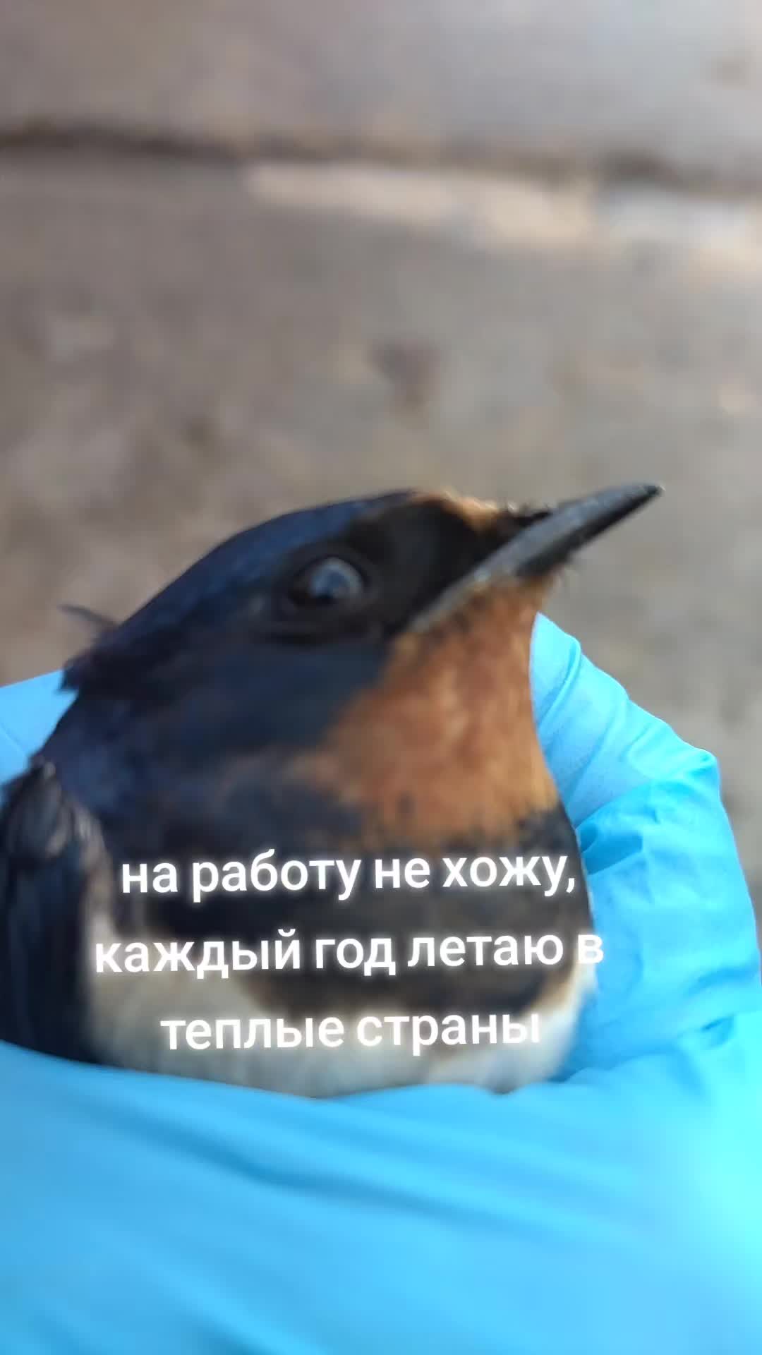 @vikalisa05