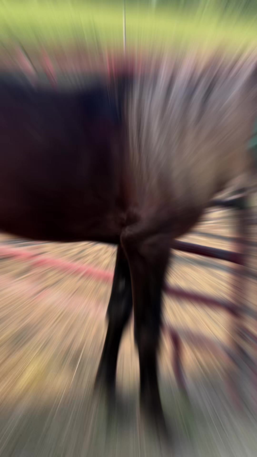@Libby🐾❤️🐴