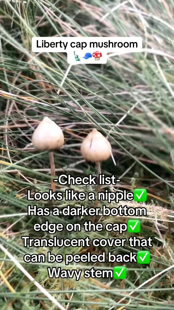 @MementoMushroom