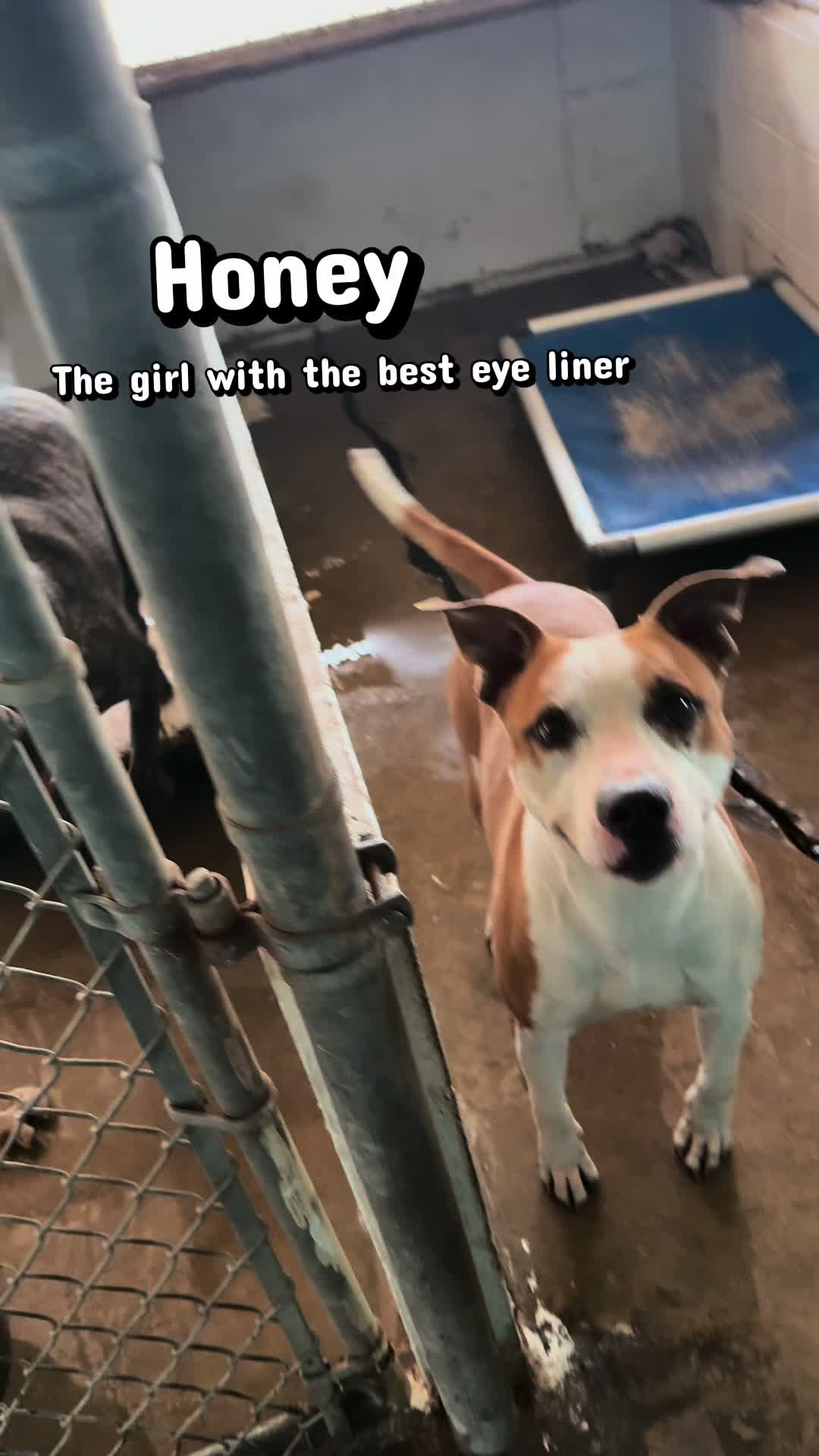 @FURGIVEN Animal Sanctuary