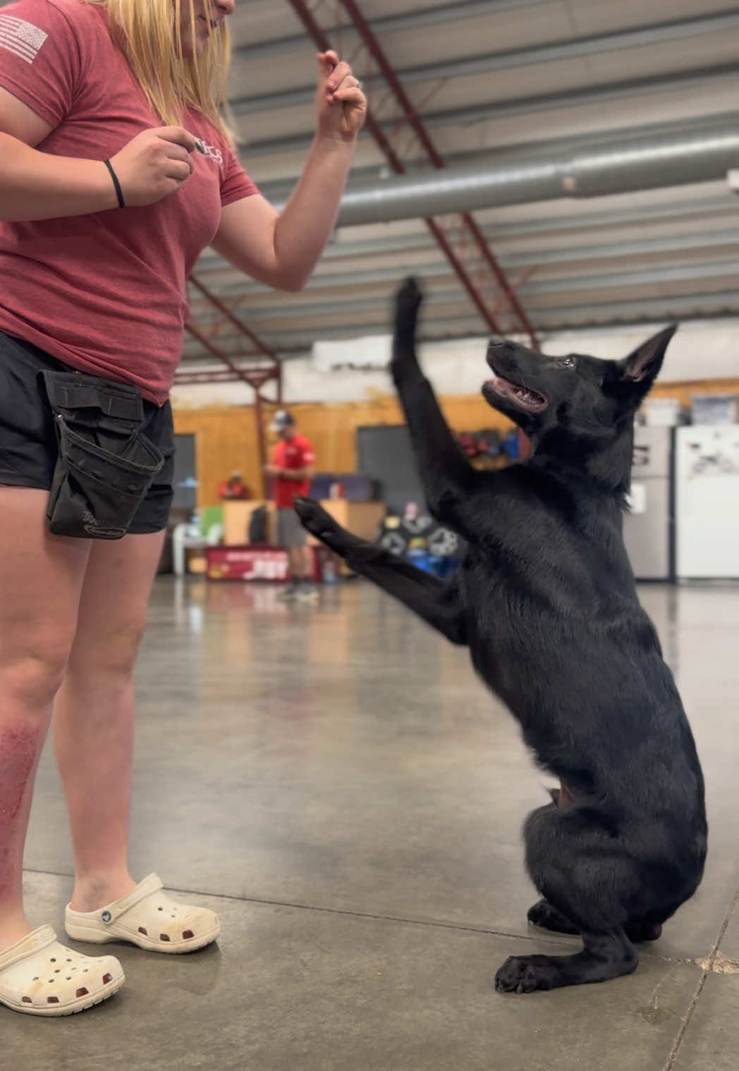 @Protection Dog Sales