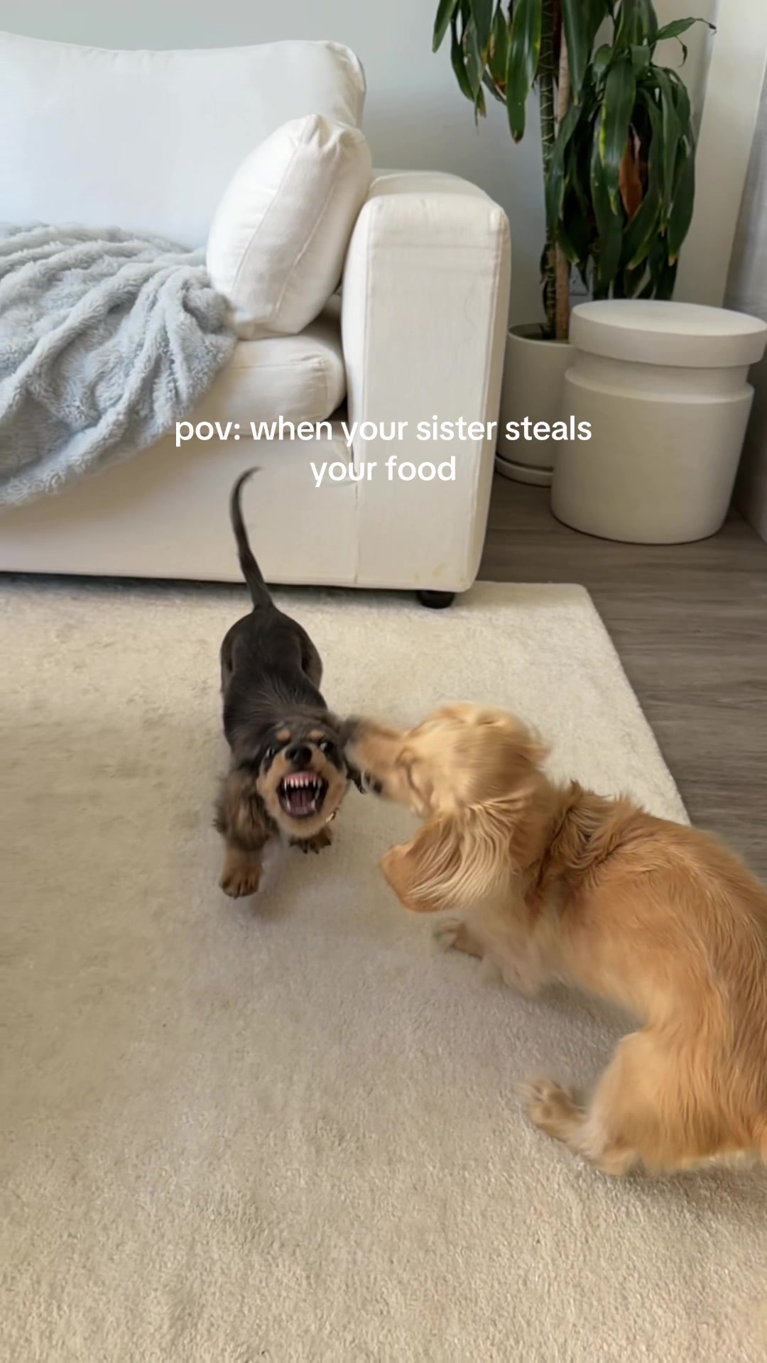 @Lila & Lily The Doxxies