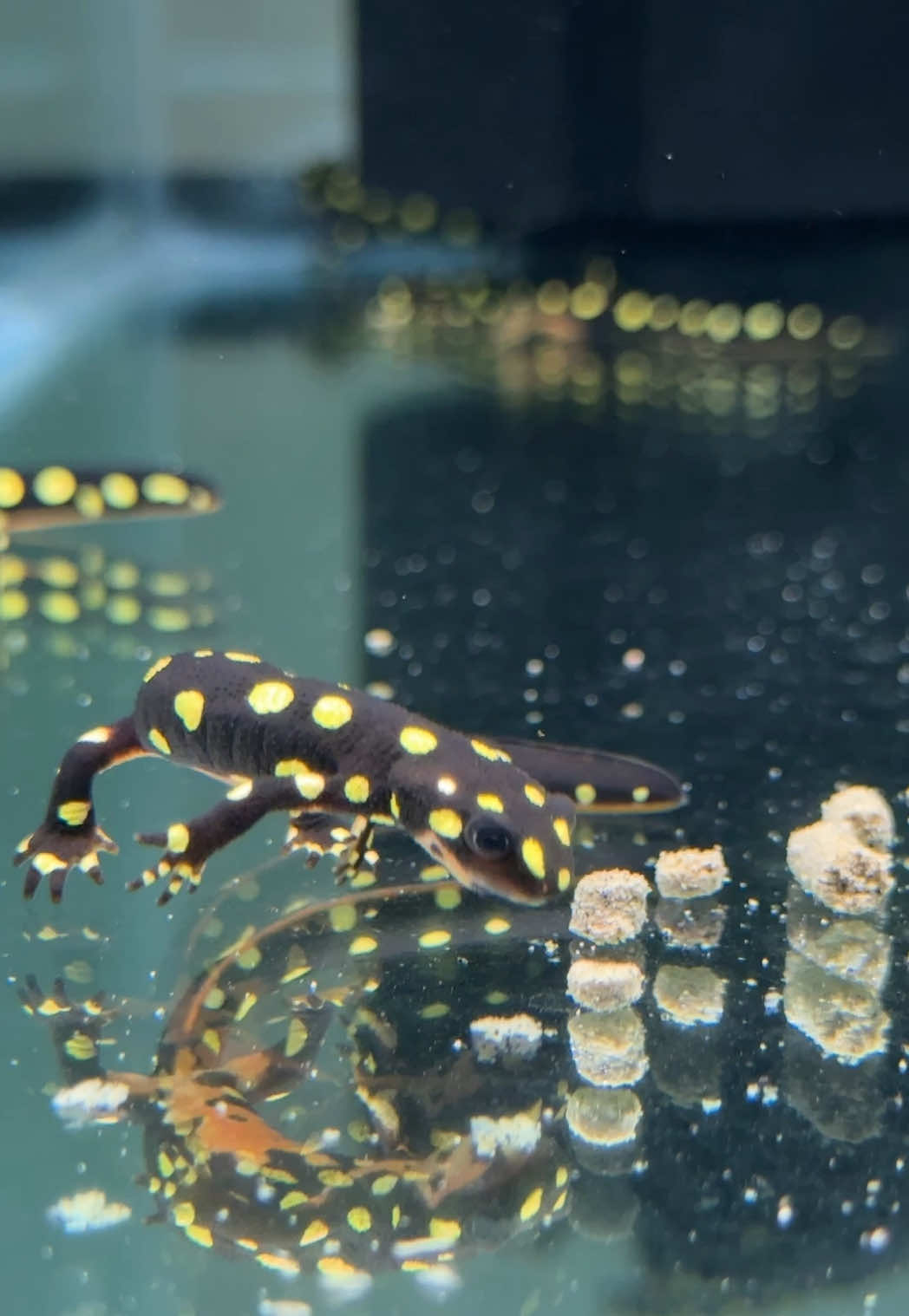 @HerpTime