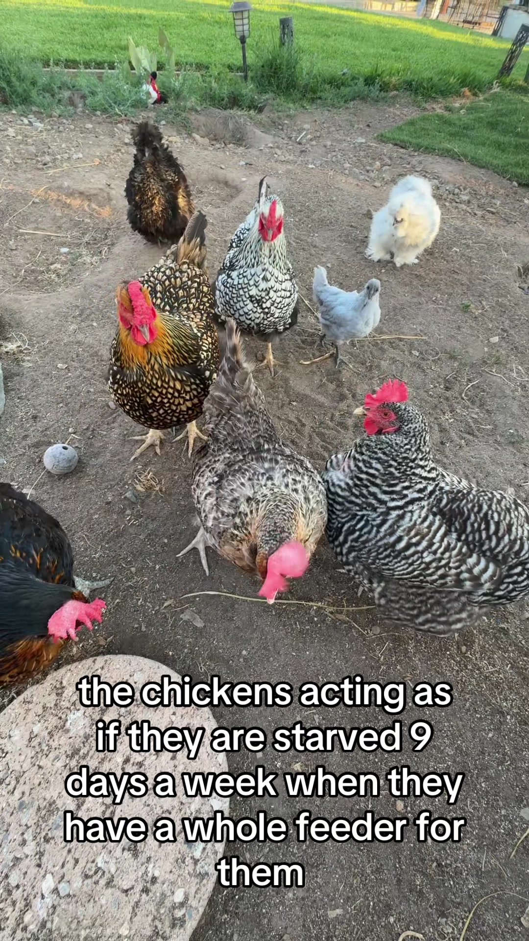 @Seven_mightyhens
