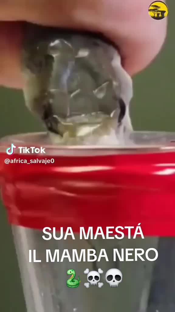 @ANTONIO TONY MARCANTUONO