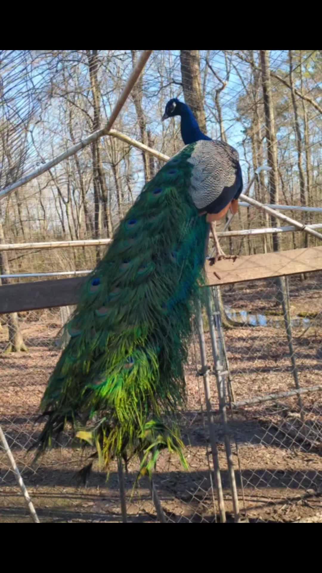 @Daybird Aviaries