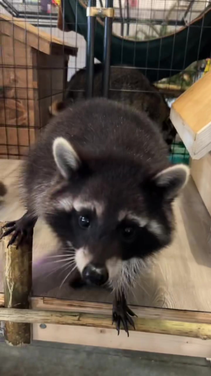 @BushBabyTheRaccoon