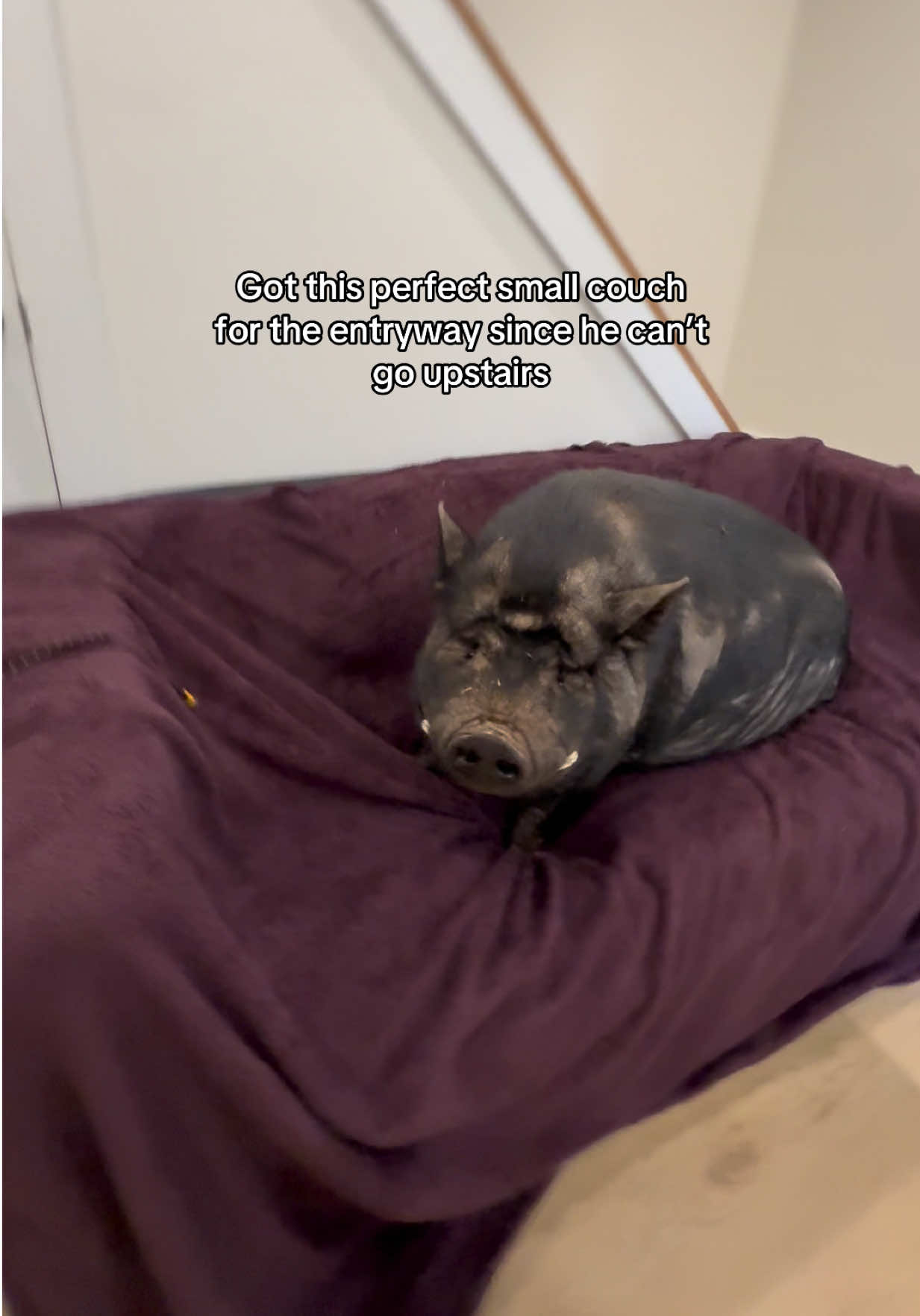 @Sofias snout life 🐽