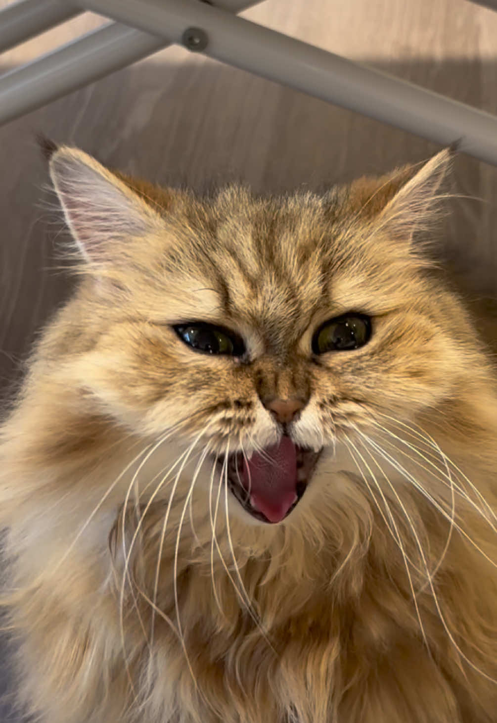 @🦷 Beboo the cat