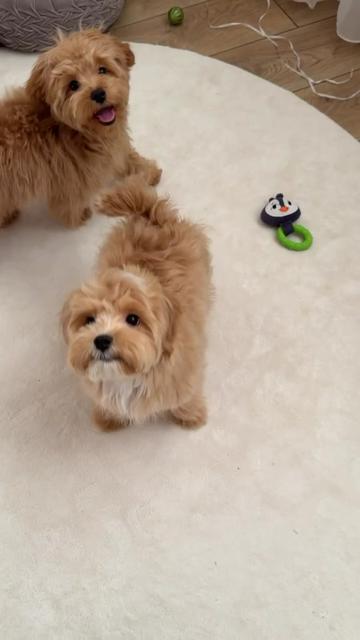 @Maltipoo Puppy Place