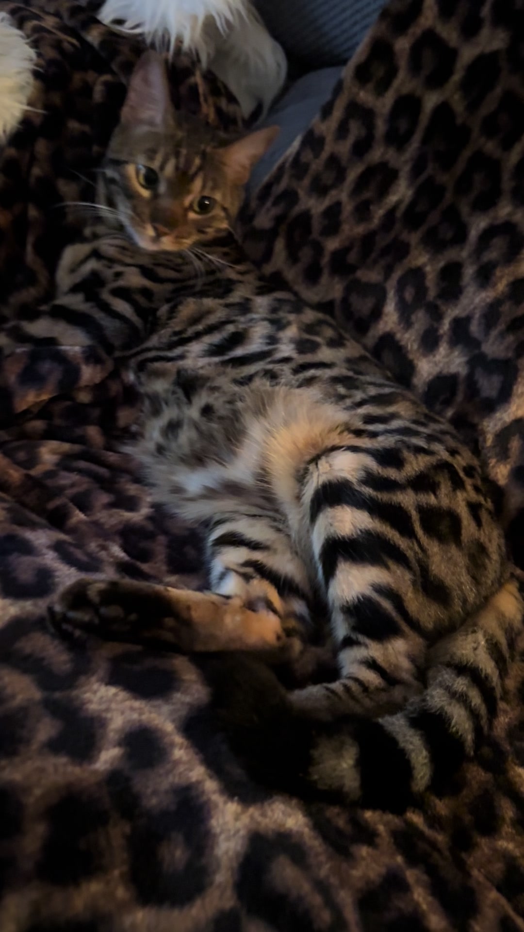 @Tiny Leopard Cats