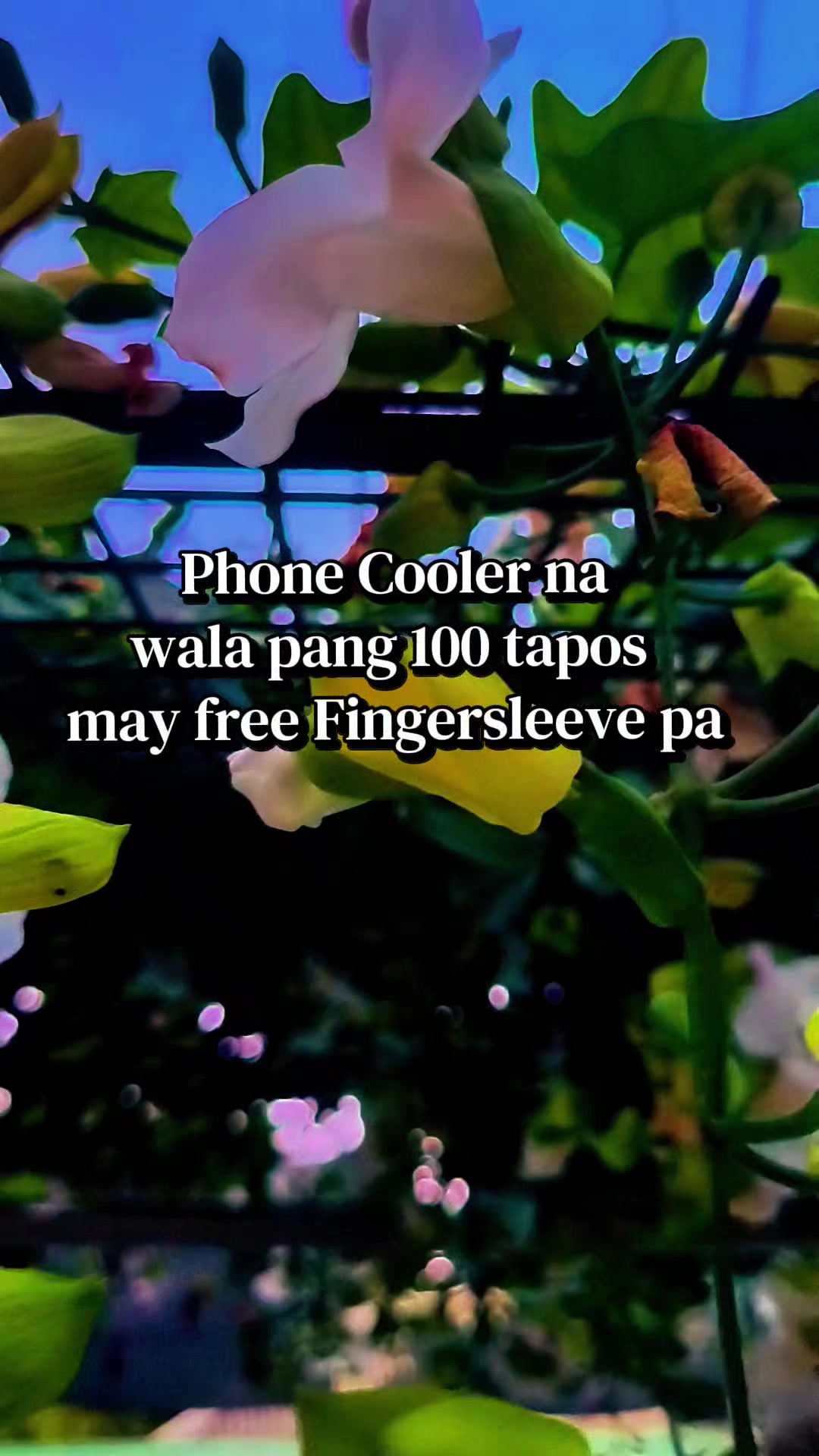 @🎧𝐃𝐉&bull;𝐁𝐄𝐋𝐋