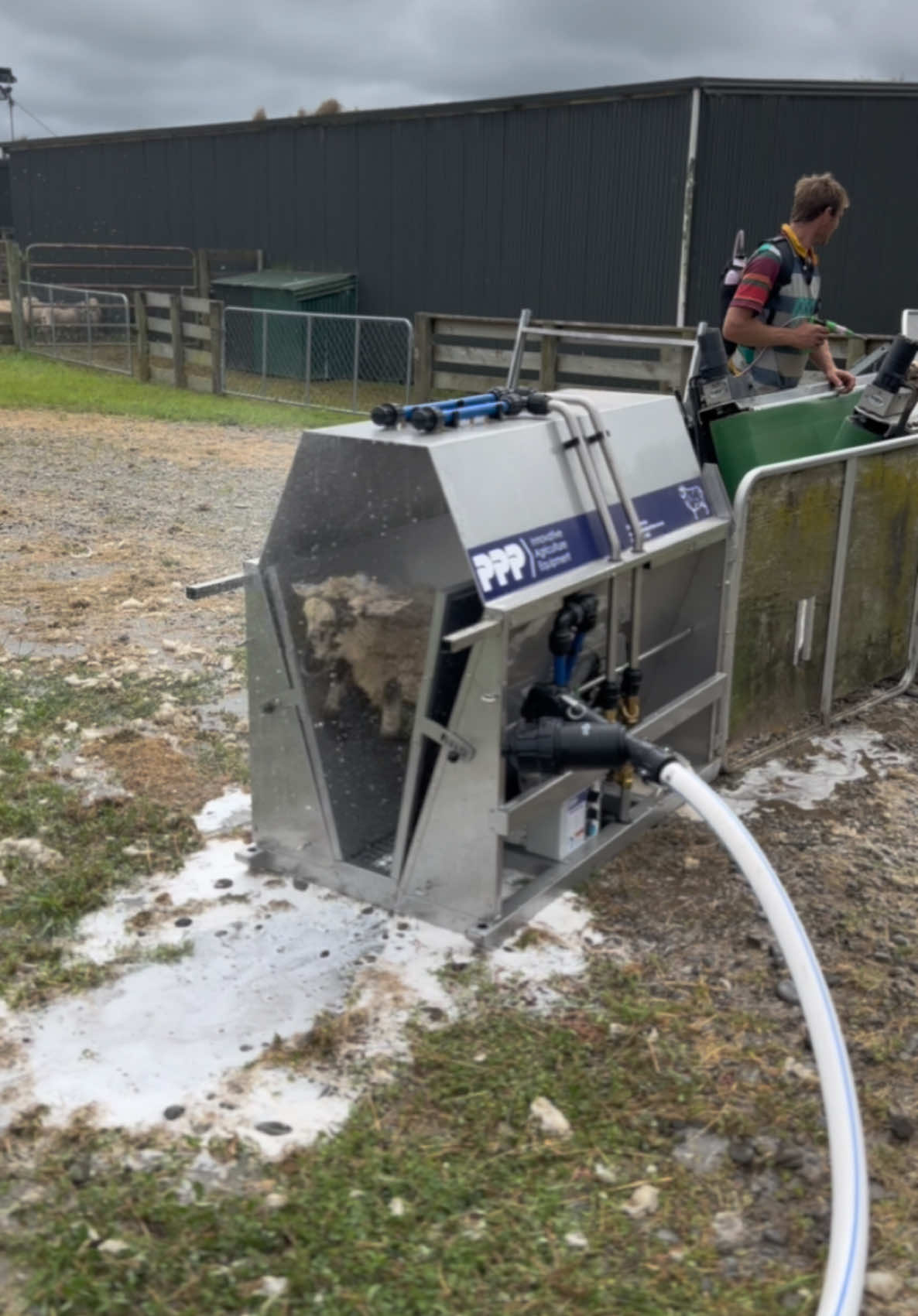 @Websterlly