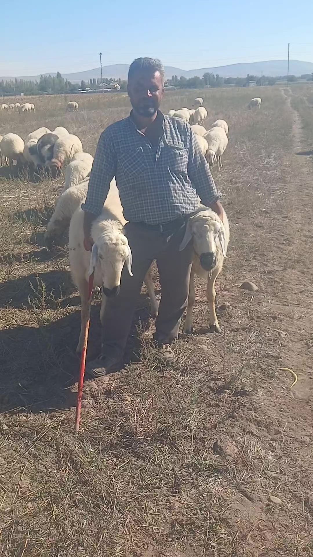 @Deli Çoban 42