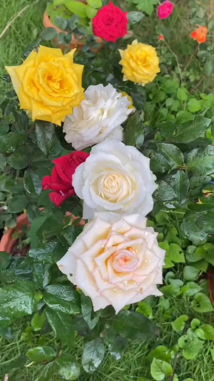 @GIF LOVER❤️