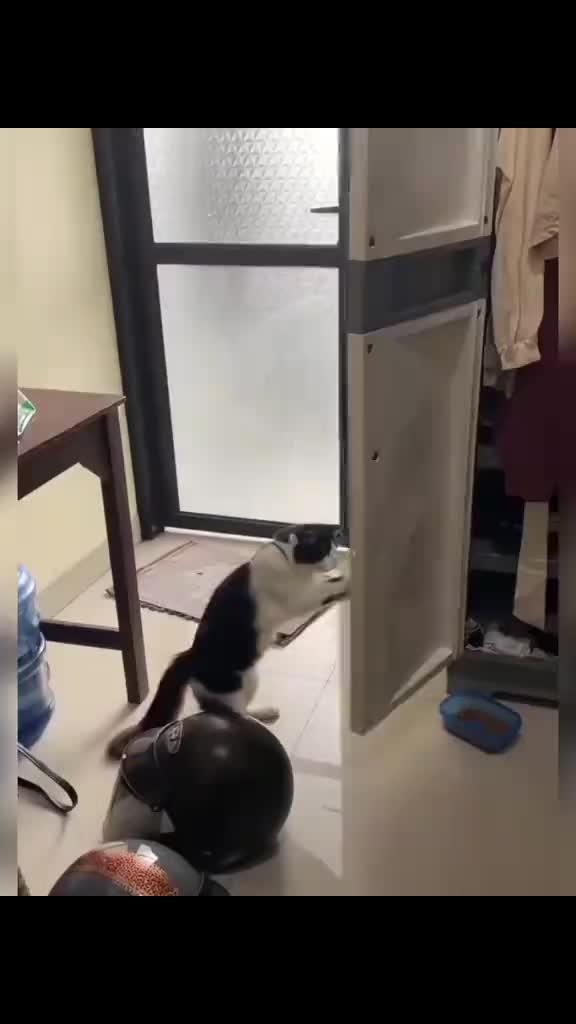 @Random Cat Stuff