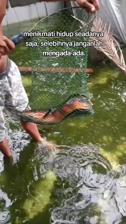@Legenda Rasamala