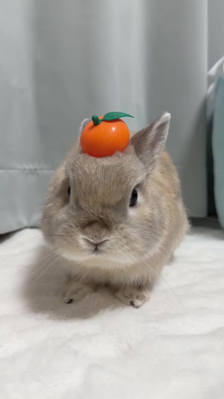 @うさぎのぷっしゅ