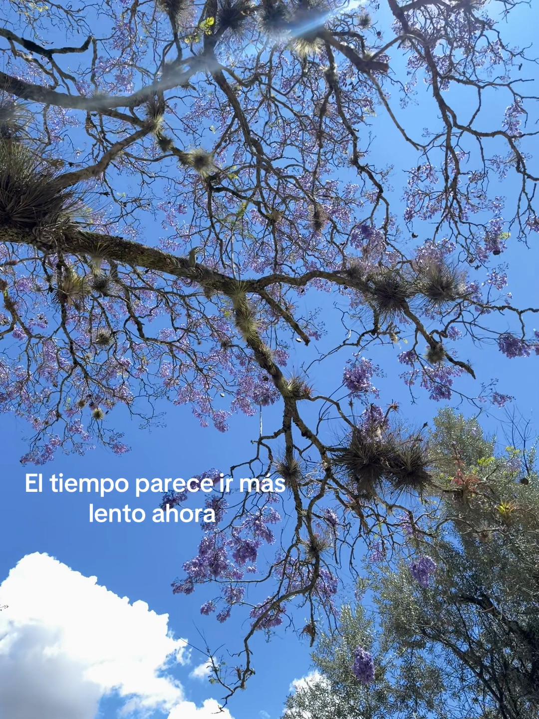 @Hasta el Cielo🤍