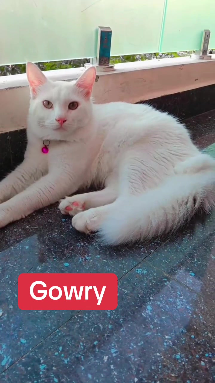@gowry chellaponnu1