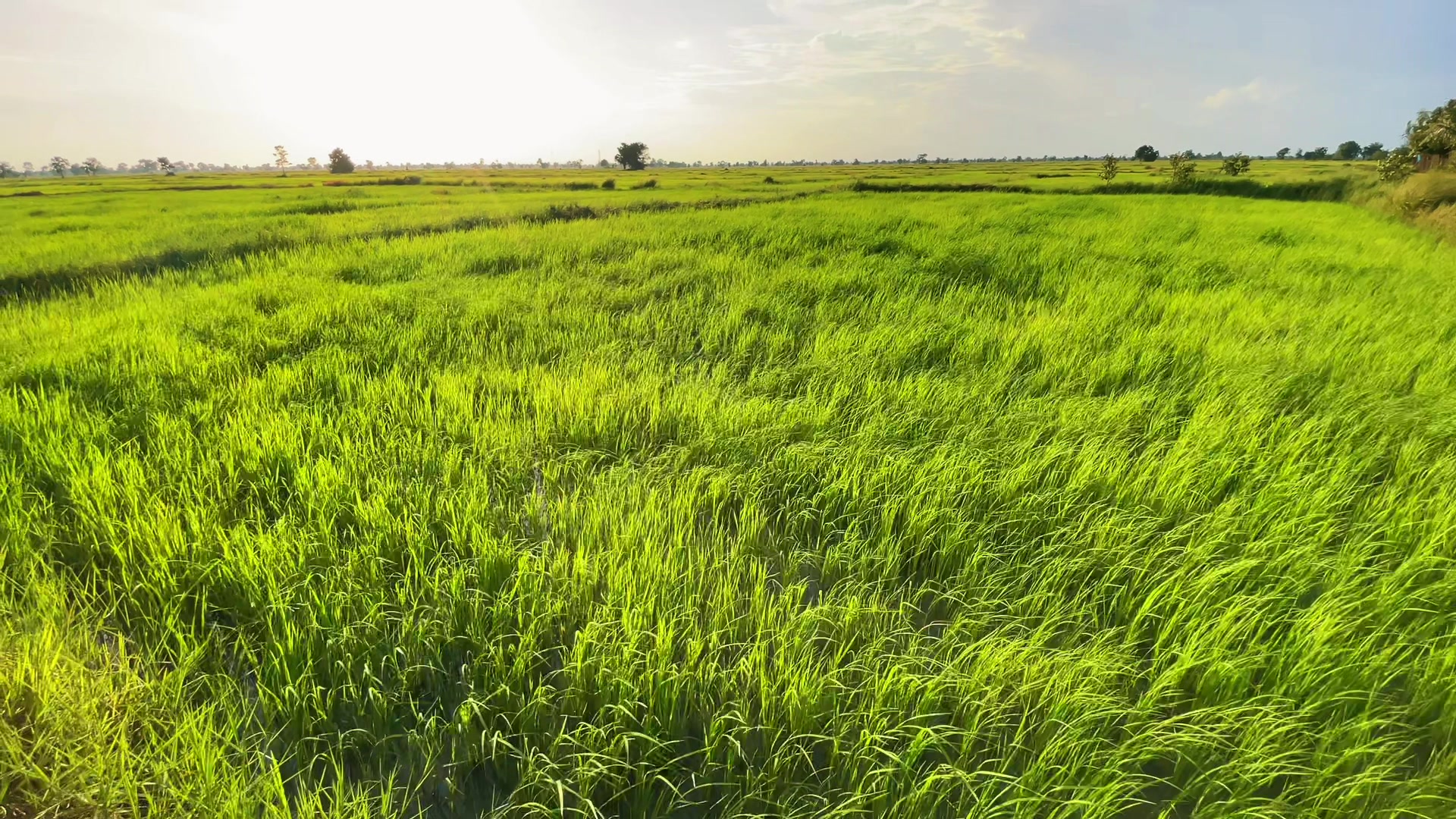@HENG-ហេង៚ 🌾🌅💛