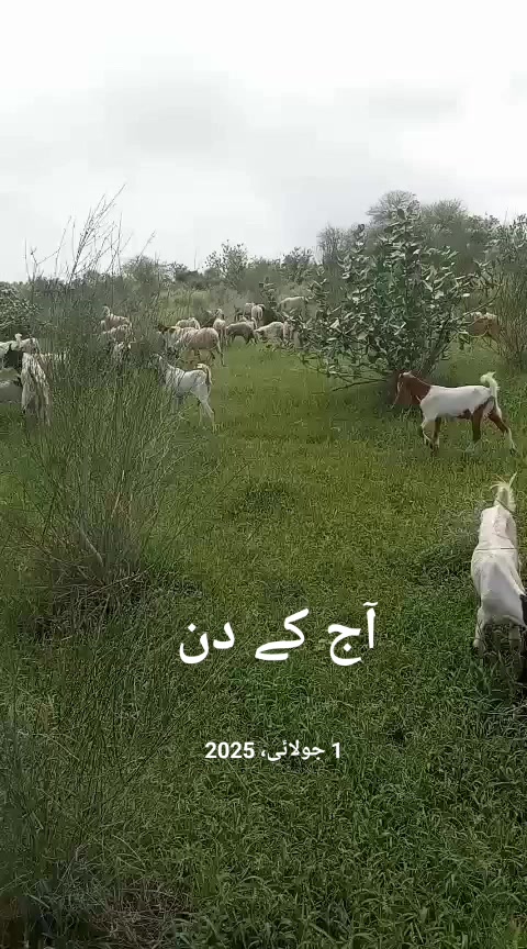@S.S.L