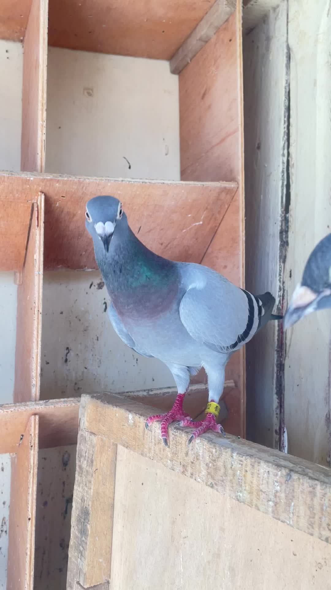@OMZOLOFT🕊🦜🇸🇳