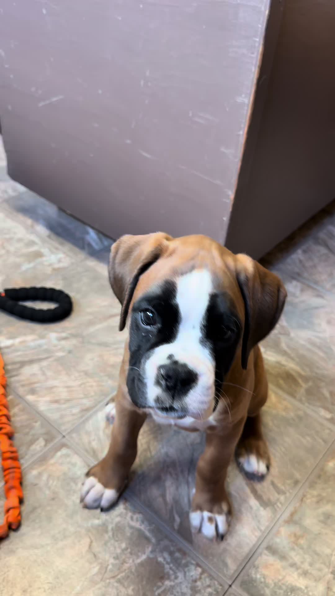 @boxermadness