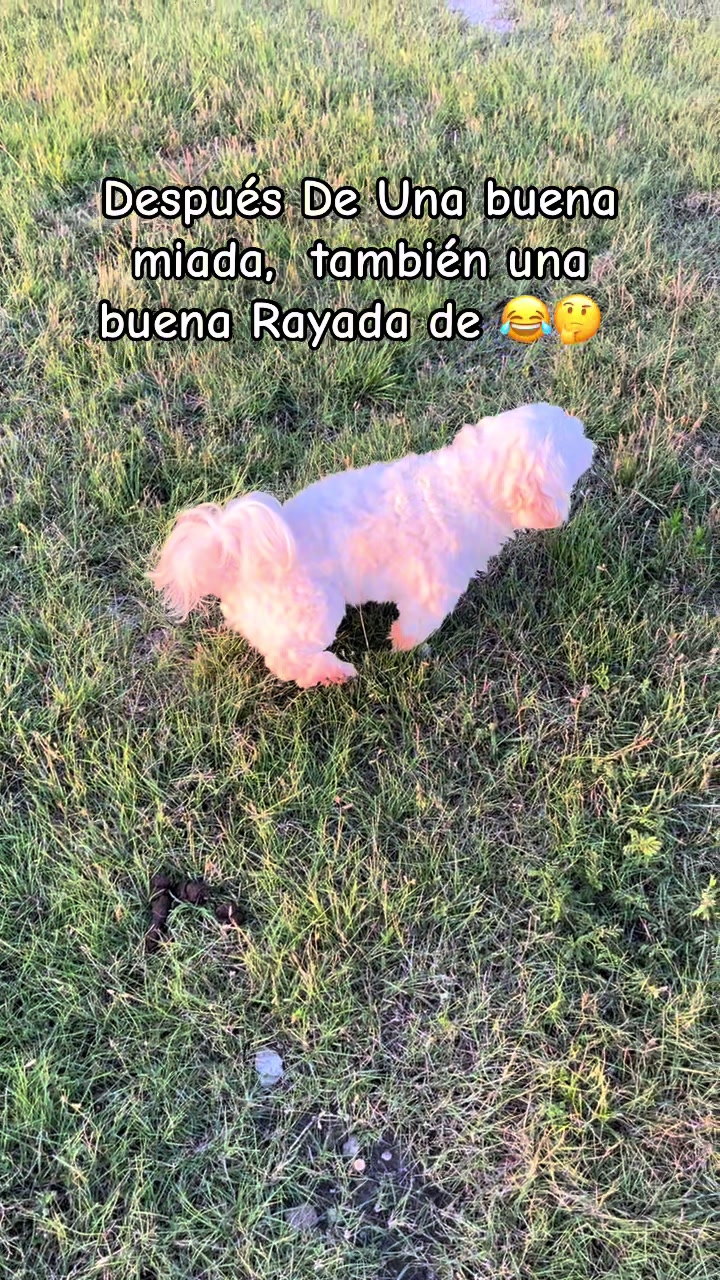 @AZUL🐶🥰