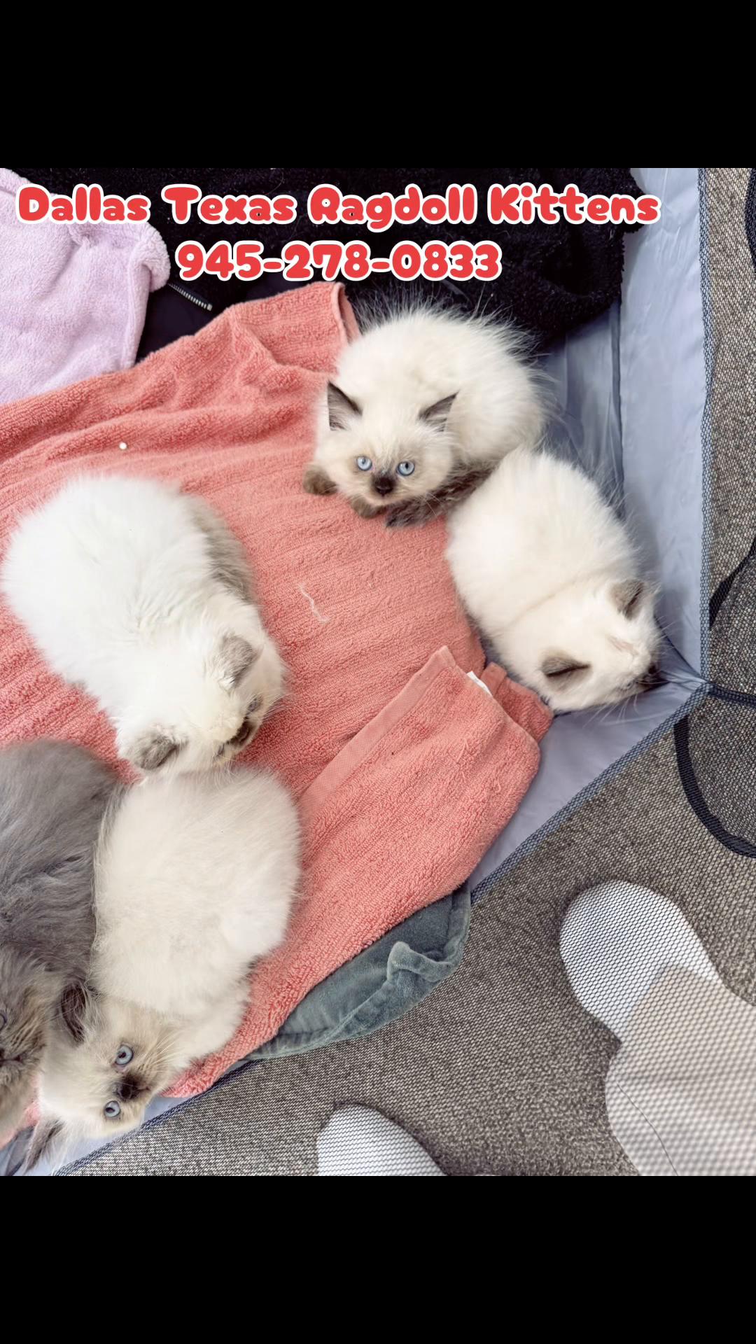 @PersianKitten
